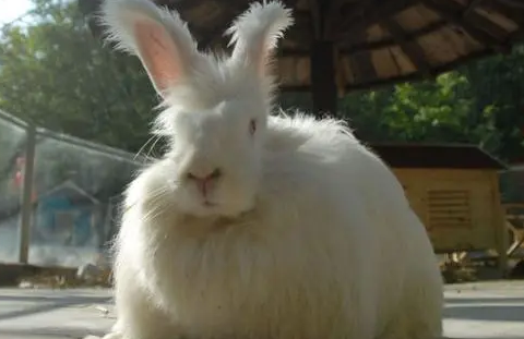 英国安哥拉兔寿命多长？来了解下吧