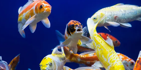 @新手朋友们，饲养二字吊要注意这几点