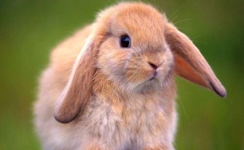 法国垂耳兔吃什么？铲屎官必知！！