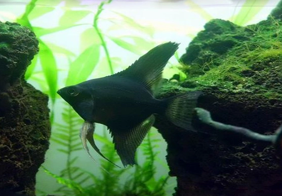 黑神仙鱼可以和其他鱼混养吗？不知道就快来看！