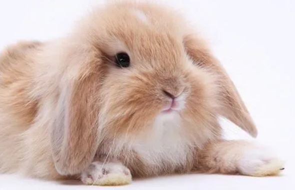 英国迷你垂耳兔温顺吗？看完你就知道了
