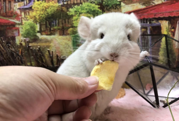 龙猫配色有什么禁忌吗？背后的真相竟然是......