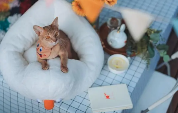 花了大价钱买了猫窝，但家里的猫咪不怎么用，要做好这几点！