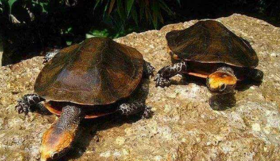 瓦哈卡泥龟吃什么好？3分钟教你学会如何喂食