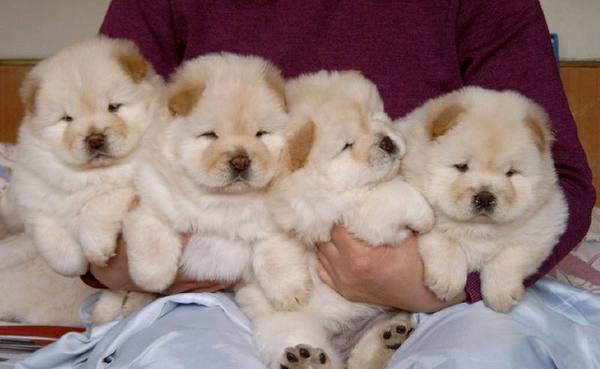 想让你家狗狗记住你，先来了解下幼犬几个月有记忆吧