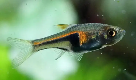 饲养蓝三角鱼的水温要求，你了解吗？