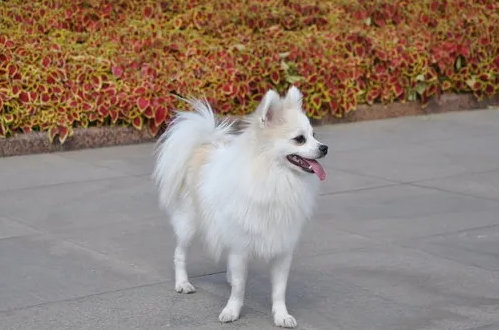 德国狐狸犬性格特征有哪些？不清楚的快来看看～