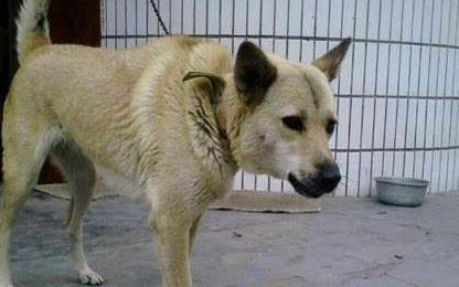 狗狗为什么半夜狂叫？这里给你答案