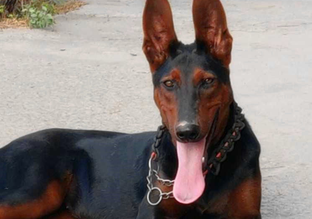 了解一下莱州红犬怎么看纯不纯吧！