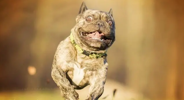 法国斗牛犬患上“富贵病”,主人带它踢球减肥 法国斗牛犬患上“富贵病”,主人带它踢球减肥