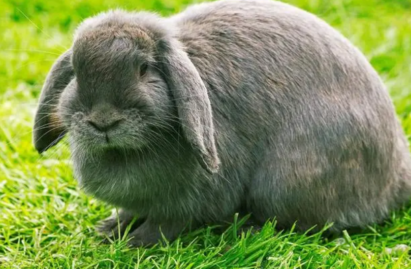 法国垂耳兔的毛发是长还是短？