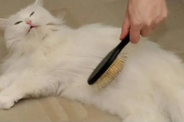 怎么缓解猫咪掉毛？这些掉毛情况不必在意