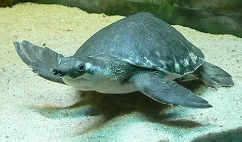 猪鼻龟为什么那么贵？说了你别不信