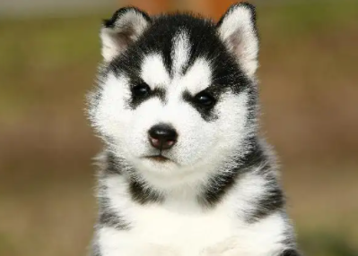 宠主带你了解，哈士奇跟阿拉斯加的区别在哪里？