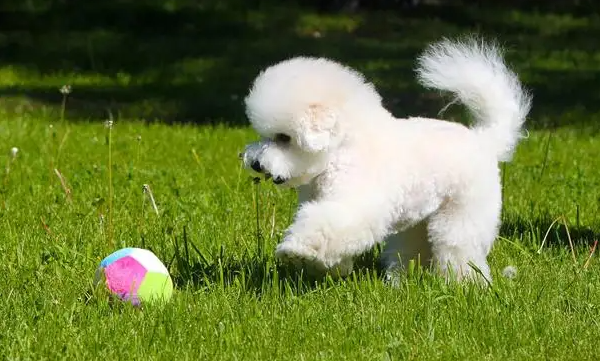 比熊犬的寿命长吗?有多久呢? 比熊犬的寿命长吗?有多久呢?
