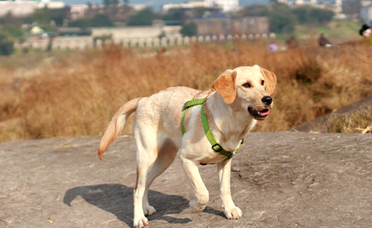 拉布拉多打架厉害吗？狗爸狗妈必看