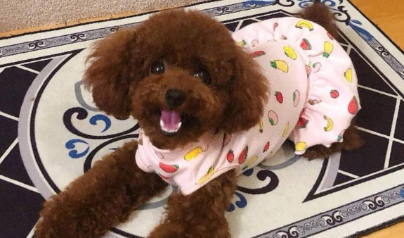 犬心保适口性非常好，狗狗爱吃，主人省心