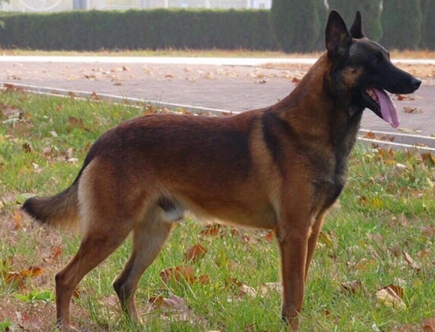 马犬是什么狗配出来的，小伙伴们不好奇吗~