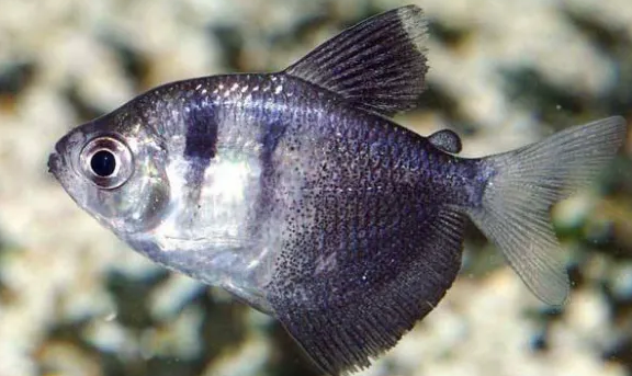 黑裙鱼能活多久？饲养方法很重要！