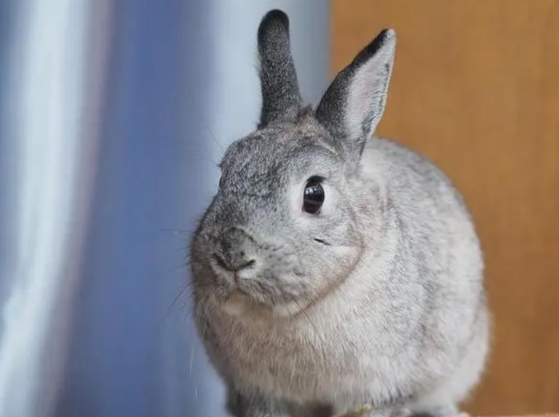 金吉拉兔只能吃兔粮吗？来看看吧