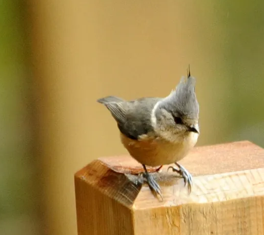 软壳龟怎么养？水的深浅是重点！