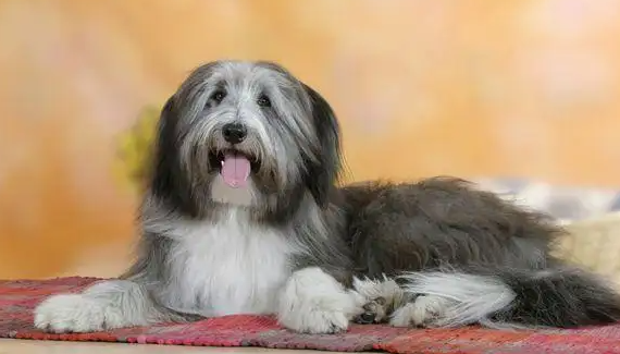 宠主科普：如何护理长毛宠物狗？