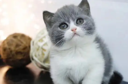 不清楚英短的分类？速来看这篇文章！