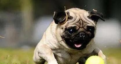 哈巴狗好养吗听话吗？铲屎官一定要了解一下！