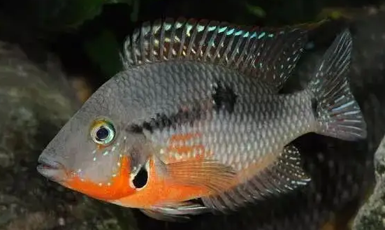 你见过会笑的鱼吗？火口鱼，鱼界的“假笑男孩”