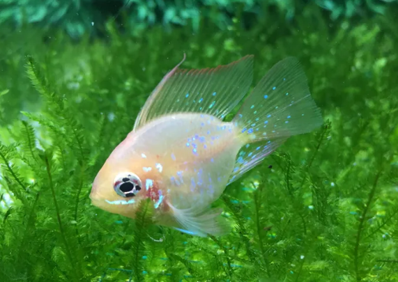 美人鱼是个吃货？电光美人鱼：扶我起来，我还能再吃！