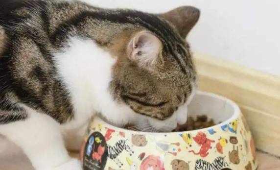 猫咪生完小猫后吃什么补身体？注意这三点即可