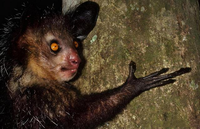 指猴为何以“指”为名，一文探究其背后的秘密！