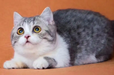 矮脚猫寿命长吗?快来揭秘一下! 矮脚猫寿命长吗?快来揭秘一下!