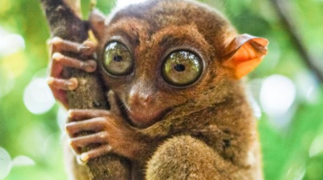 马来西亚眼镜猴长什么样？不要再认错啦～