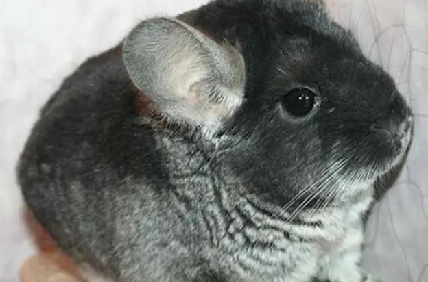 丝绒黑龙猫的训练方法，快点get一下！