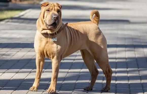 沙皮狗可以长到多大，你知道吗？