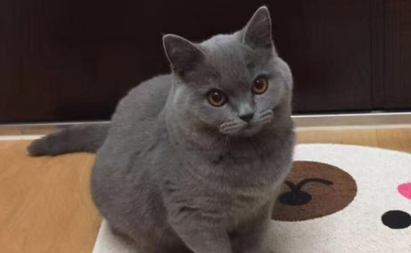 英短三个月多重正常？其实公猫和母猫是不一样的