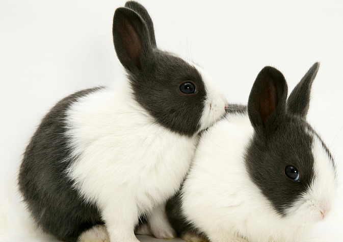 荷兰兔聪明吗 荷兰兔聪不聪明