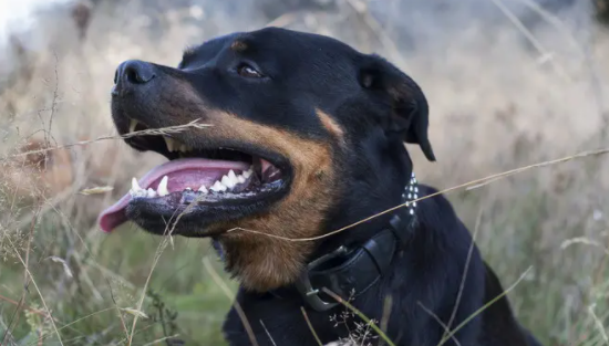 来了解罗威纳从几个月就开始爆头？