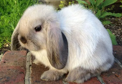 英国迷你垂耳兔怎么洗澡？看完你就知道了！