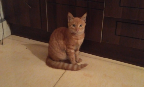 猫越来越瘦了怎么回事？这几种情况要重视！