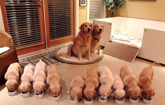 神犬小七大家不陌生，那么它是什么品种呢？