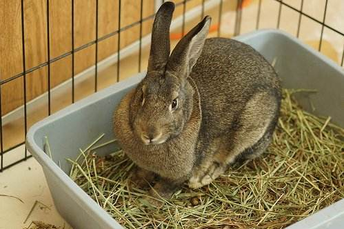 多瓦夫兔介绍 多瓦夫兔资料