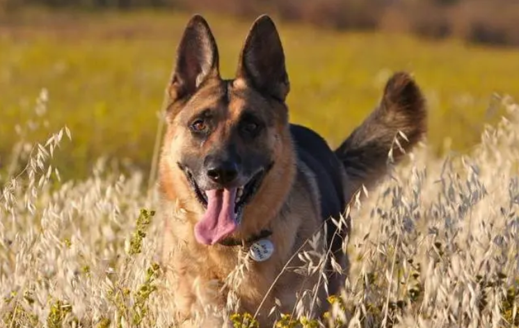 黑背犬和德牧的区别？这几点是较为突出的