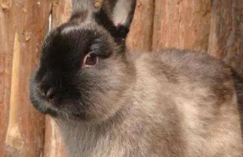 暹罗兔有何特点,快来了解一下吧~ 暹罗兔有何特点,快来了解一下吧~