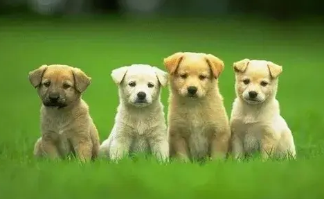 狗狗身上调节体温的汗腺主要分布在哪里?看这里 狗狗身上调节体温的汗腺主要分布在哪里?看这里