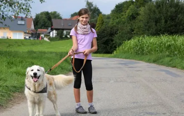 遛狗为什么要戴“牵引绳”？原因有5点！