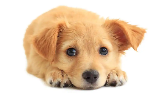 如何除去狗狗三大臭？快看这里！