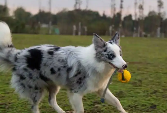 陨石边牧是怎么配出来的？速来了解~