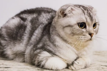 短腿折耳猫有什么问题?我来告诉你答案! 短腿折耳猫有什么问题?我来告诉你答案!